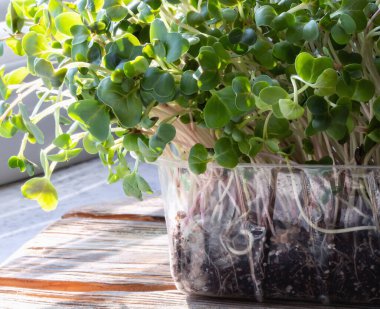 Turp mikroyeşilliği yakın plan. Mikro yeşillik filizleri yetişiyor. Evde tohum filizlenmesi. Vejetaryen ve sağlıklı gıda konsepti. Büyüyen filizler, süper yiyecekler. Organik yiyecekler