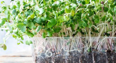 Tohumları ve kökleri olan turp mikroyeşillikleri yakın plan. Mikro yeşillik filizlenmesi. Evde tohum filizlenmesi. Vegan ve sağlıklı gıda konsepti