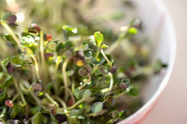 Turp mikroyeşilliği yakın plan. Mikro yeşillik filizleri yetişiyor. Evde tohum filizlenmesi. Vejetaryen ve sağlıklı gıda konsepti. Büyüyen filizler, süper yiyecekler. Organik yiyecekler