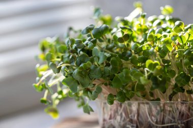 Turp mikroyeşilliği yakın plan. Mikro yeşillik filizleri yetişiyor. Evde tohum filizlenmesi. Vejetaryen ve sağlıklı gıda konsepti. Büyüyen filizler, süper yiyecekler. Organik yiyecekler