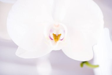 Beyaz arkaplanda beyaz bir orkide portresi