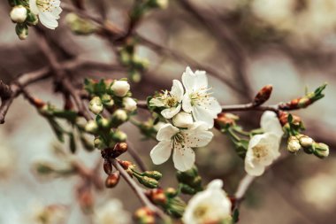 İlkbaharda bahçede açan kiraz çiçeği