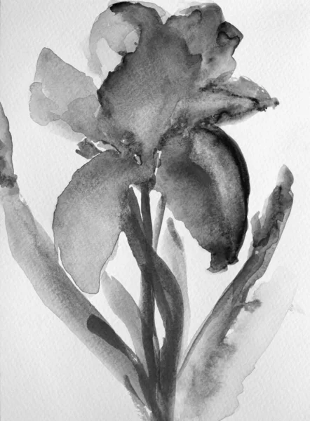 Květ Duhovky Ručně Malovaný Akvarelem Botanická Ilustrace Akvarelu Moderní Barva — Stock fotografie