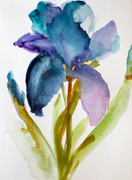 Iris Blomst Håndmalet Akvarel Akvarel Botanisk Illustration Årets Trendy Farve Stock-billede