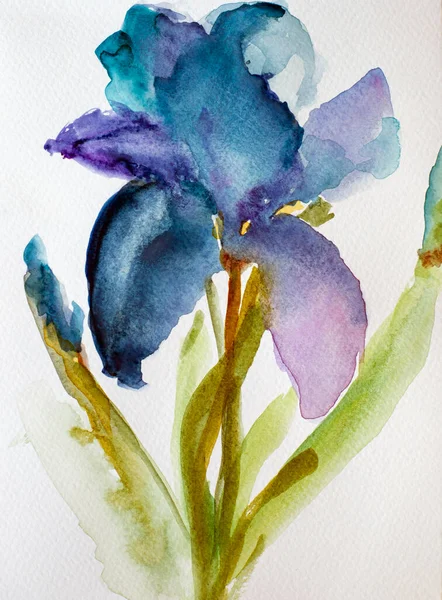 Iris Bloem Met Hand Geschilderd Aquarel Aquarel Botanische Illustratie Trendy Stockafbeelding