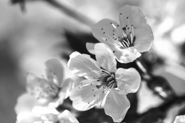 Çiçekli bahar meyvesi ağacı. İlkbahar