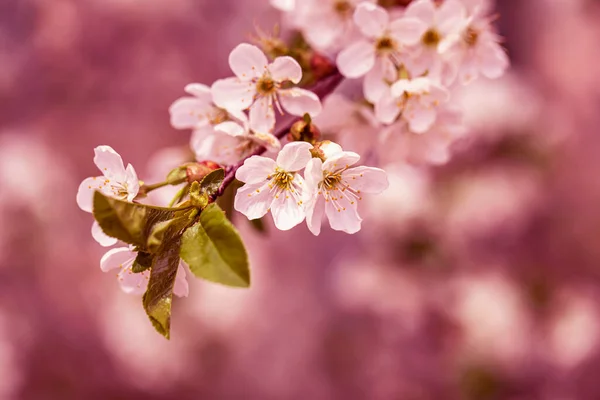 Flowering Spring Fruit Tree Springtime — Photo