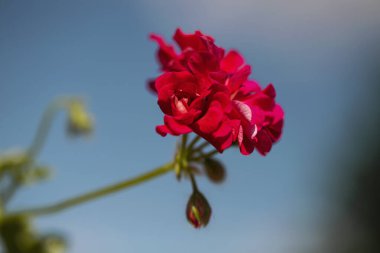 Pembe sardunya çiçekleri. Mavi gökyüzü. Güzel küçük sardunya çiçeği. Ivy Pelargonium. Dışardaki bir tencerede sardunya.