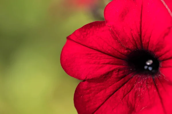 Фіолетова Квітка Петунії Крупним Планом Макрофотографія — стокове фото