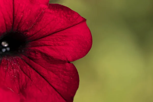 Фіолетова Квітка Петунії Крупним Планом Макрофотографія — стокове фото