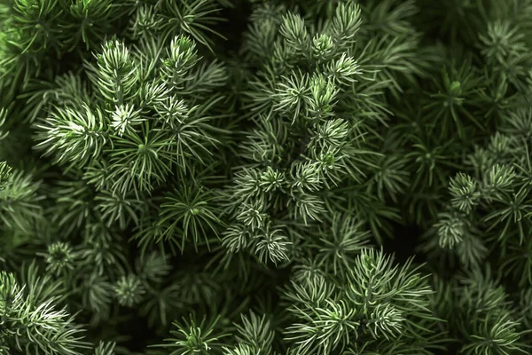 Sfondo Strutturato Rami Conifere Albero Foglie Texture Senza Soluzione Continuità — Foto Stock
