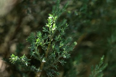 Kozalaklı dalların desenli arka planı. Ağaç yaprakları pürüzsüz doku.