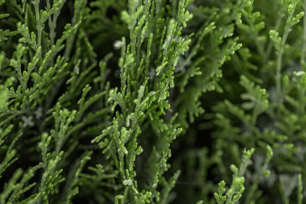 Fondo Texturizado Ramas Coníferas Hojas Árbol Textura Sin Costura — Foto de Stock