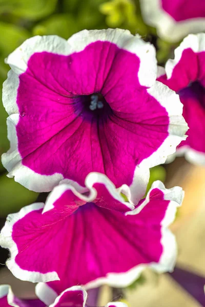 Flor Pitunia Púrpura Cerca Macrofotografía — Foto de Stock