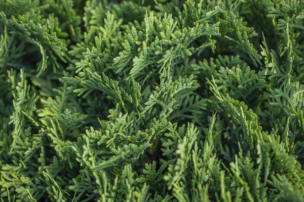 Sfondo Strutturato Rami Conifere Albero Foglie Texture Senza Soluzione Continuità — Foto Stock