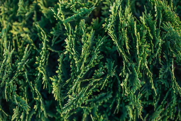 Fondo Natural Las Ramas Jóvenes Thuja Antecedentes Ramas Verdes Thuja — Foto de Stock