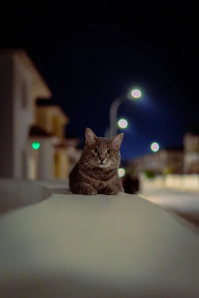 Gece Yakından çekilen kedi fotoğrafı arka planda ışıklarla doğrudan kameraya bakıyor. — Stok fotoğraf