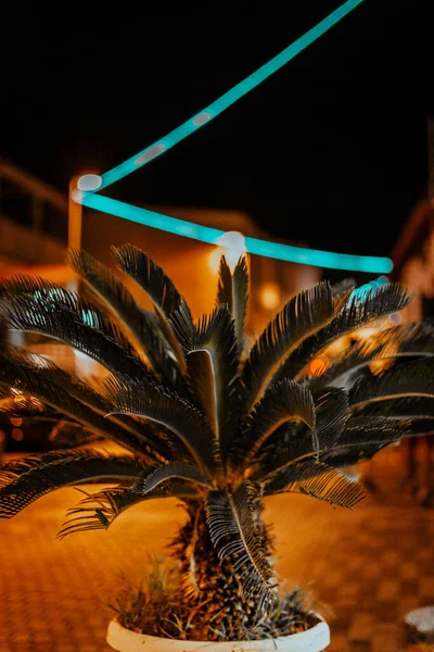 Natt bakgrund foto av palm träd med dekorationer orange färg Stockbild