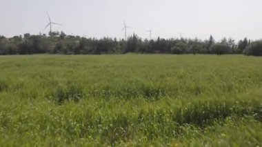 green red poppy flowers fields in Cyprus 4k footage with windmill on the background