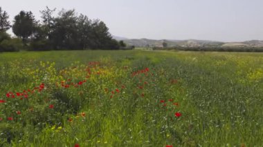 Kıbrıs Rum Kesimi 'ndeki yeşil gelincik çiçek tarlaları. Arka planda yel değirmeni var.