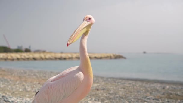 Vicino enorme 4k pellicano uccello selvatico sulla spiaggia di Cipro — Video Stock