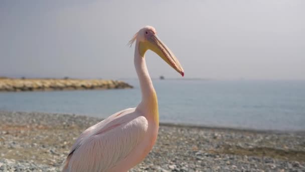 Close-up enorme 4k pelikaan wilde vogel op het strand in Cyprus — Stockvideo