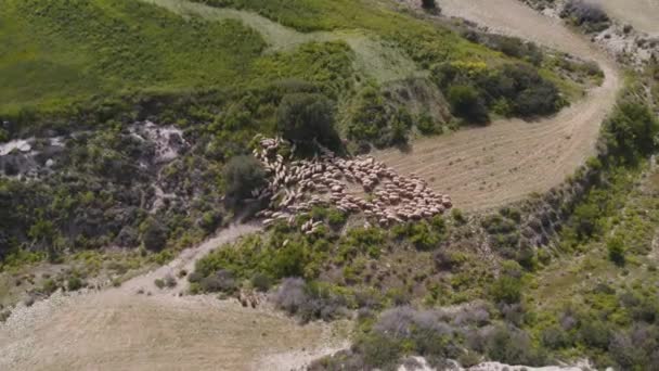 İnsansız hava aracı 4k koyun tarlası çiftlik keçileri otlayan kırsal arazi keçileri — Stok video