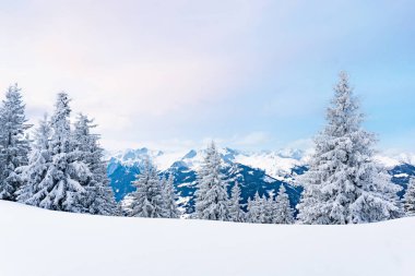 Avrupa Alplerinde Kış Harikalar Diyarı. Dağın tepesinde karla kaplı ağaçlar.