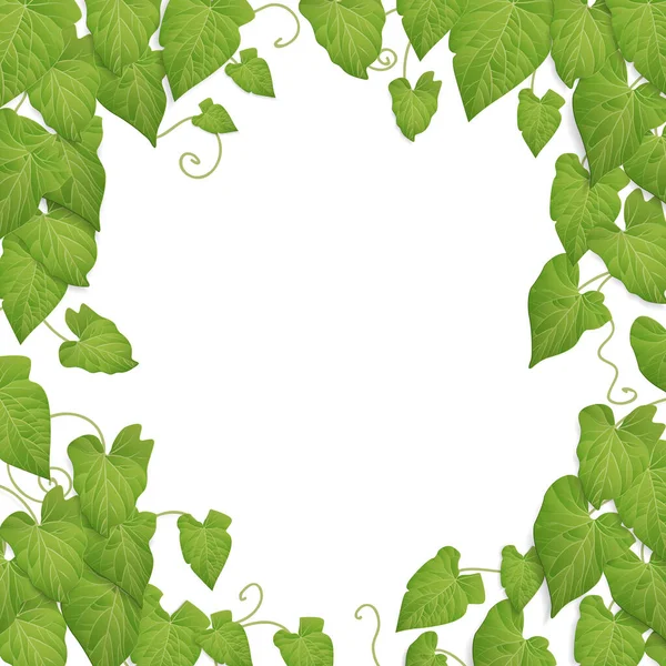 Зеленые Листья Фон Природа Винограда Тема Дизайна — стоковое фото