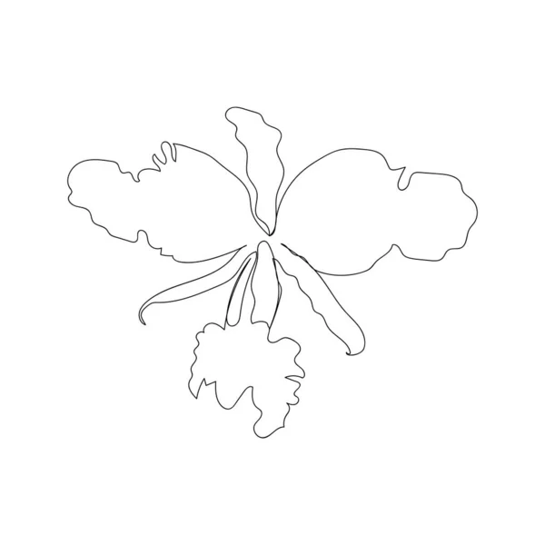 Flor Orquídea Estilo Desenho Arte Linha Contínua Bela Planta Floração — Vetor de Stock