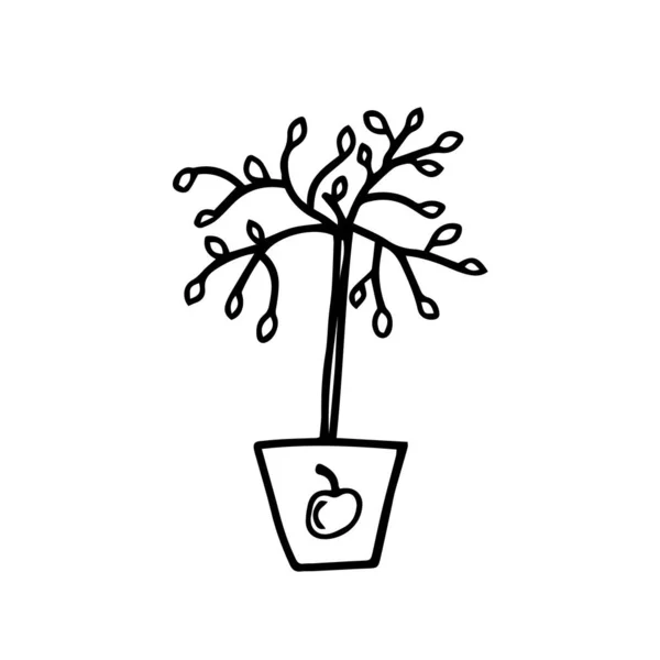 Ilustraciones Vectoriales Manzanos Semillero Dibujados Mano — Vector de stock