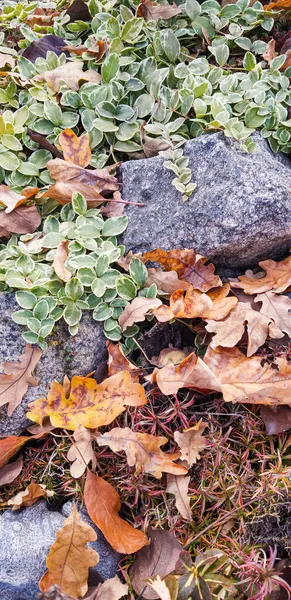 Feuilles de chêne tombées sur le fond de gravats et de feuilles de bouleau vert — Photo