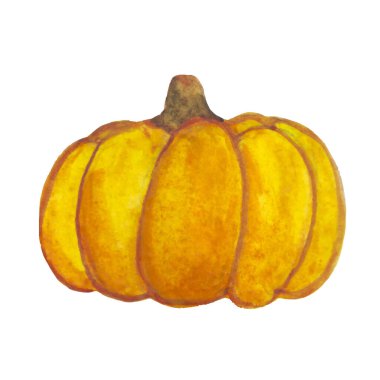 Balkabağı suluboya. Vektör çizimi. Sonbahar sebzesi.