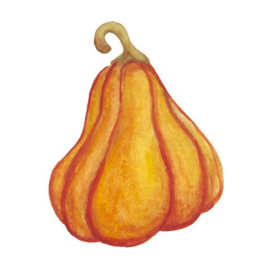 Balkabağı suluboya. Vektör çizimi. Sonbahar sebzesi.