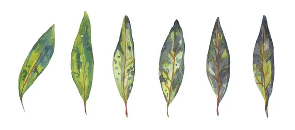 Akvarellblad Åldrande Löv Hösten Handritad Akvarell Illustration — Stockfoto