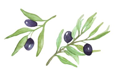 Suluboya zeytin filizi. Vektör çizimi. Meyveli zeytin dalları.
