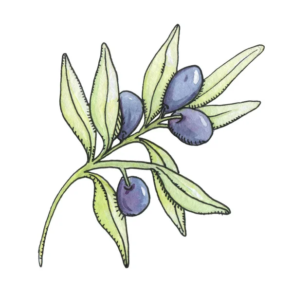 水色のオリーブの小枝 果物とオリーブの枝 黒のアウトラインと水彩イラスト — ストック写真