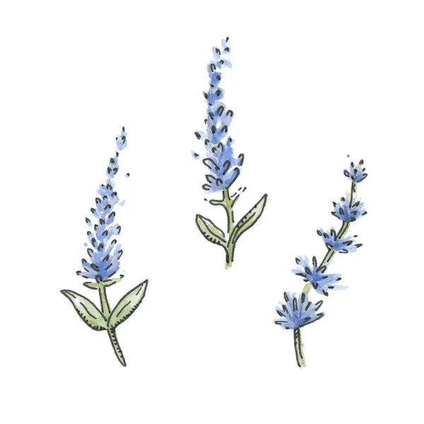 Vildblommor Lavender Akvarell Vektor Illustration Dekorativa Blommor — Stock vektor