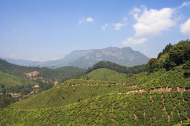 Munnar, Hindistan 'daki Çay Tarlaları