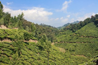 Munnar, Hindistan 'daki Çay Tarlaları