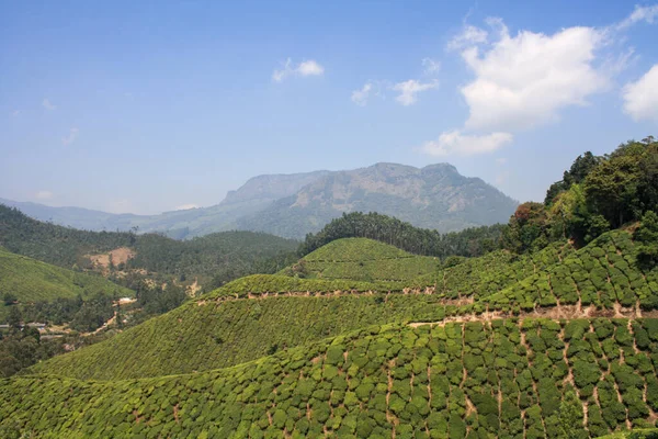 Munnar, Hindistan 'daki Çay Tarlaları