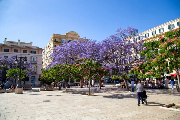 Málaga Espanha Maio 2019 Edifícios Históricos Árvores Florescentes Plaza Merced — Fotografia de Stock