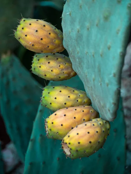 Pêras Espinhosas Cacto — Fotografia de Stock