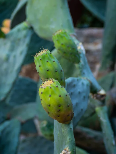 Peras Espinosas Cactus —  Fotos de Stock