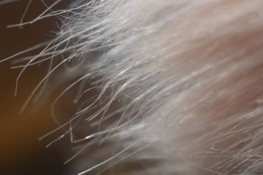   seçici odak arkaplanı olan beyaz tüy