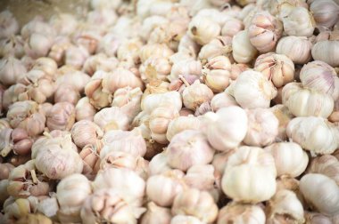 Beyaz ve mor sarımsak yığını. Baharatlı yemek malzemesi resmi. Pazar masasında taze sarımsak. Yakın plan fotoğraf. Vitamin, sağlıklı yiyecek, baharat, beyaz sarımsak kafalar..