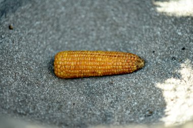 raw challi bhutta corn top selective focus