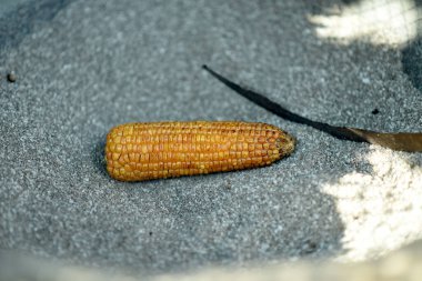 raw challi bhutta corn top selective focus