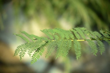 Seçici odaklı yaprak fotoğrafçılığı.