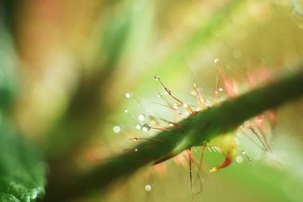 Waterdrops Tree Outdoor Background Selective Focus — 图库照片